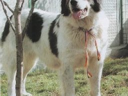 Bulgarian karakachan dog